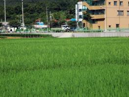 충남도 내년 벼 키다리병, 올해 출수기부터 방제 필요 기사 이미지