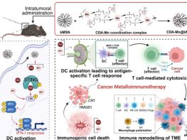 전남대, 면역항암 한계 넘은 금속-면역치료 기술 개발 기사 이미지