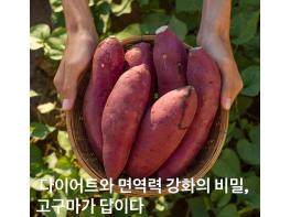 다이어트와 면역력 강화의 비밀, 고구마가 답이다 기사 이미지